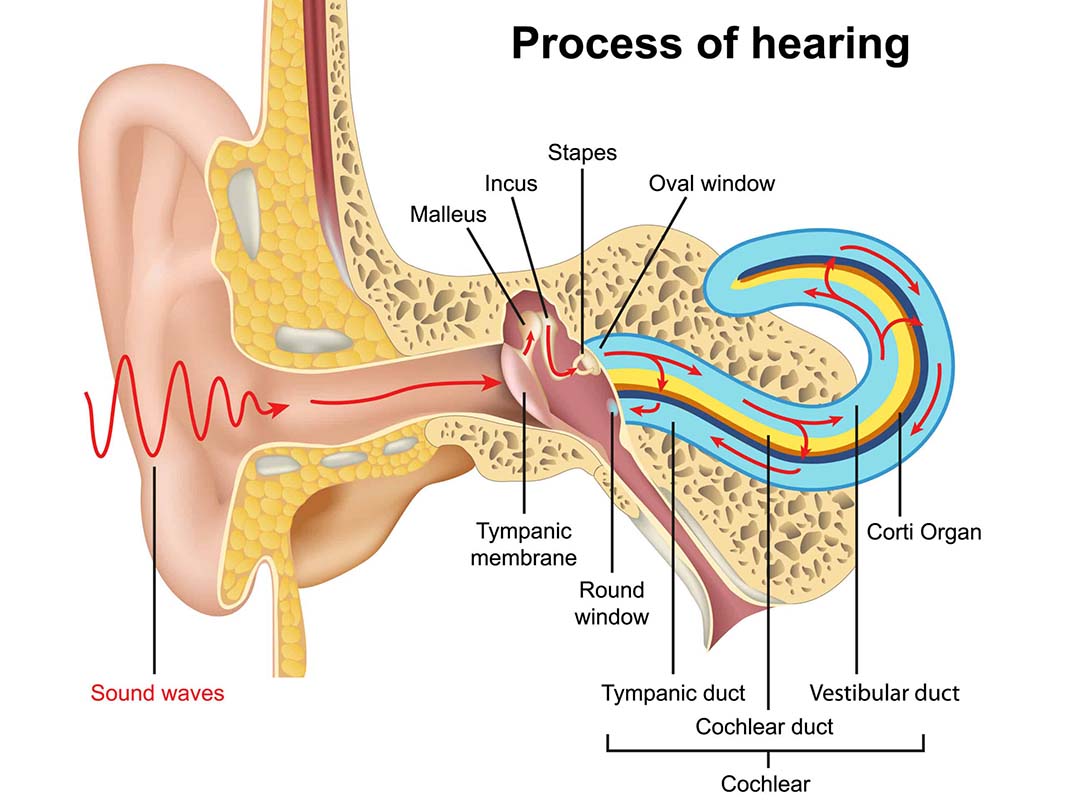 Mire jó a valós fülmérés? - íme 5 érdekes tény a hallójáratodról